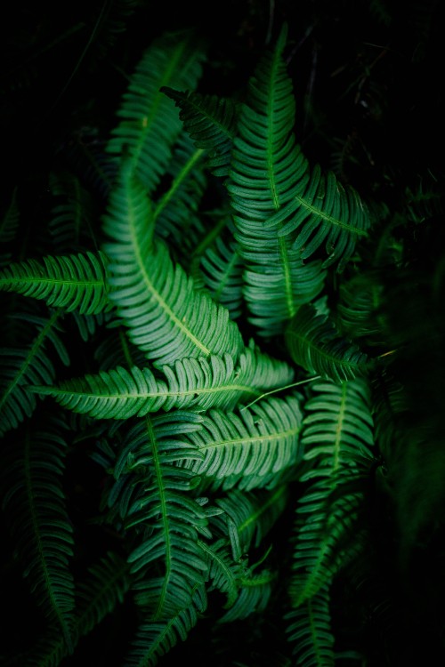 Image fern, terrestrial plant, green, vegetation, leaf