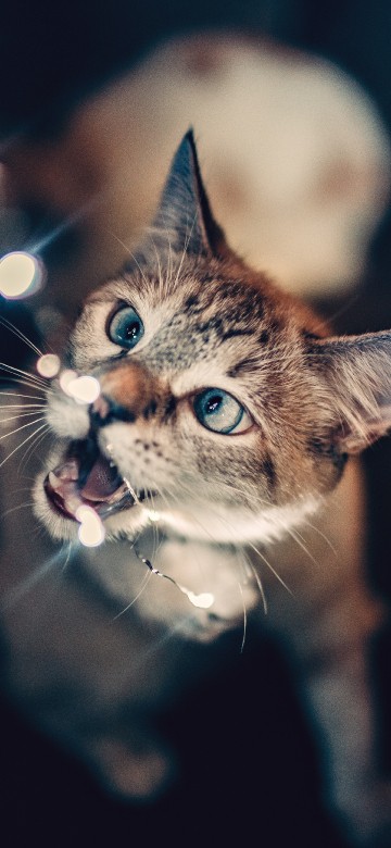 Image brown tabby cat with blue eyes