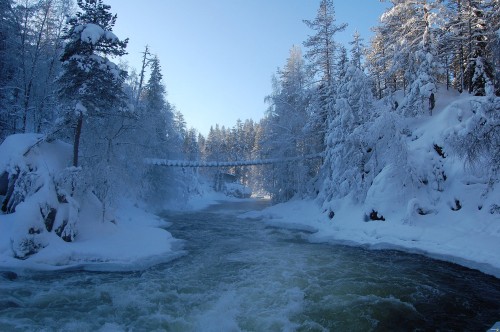 Image snow covered trees and body of water during daytime