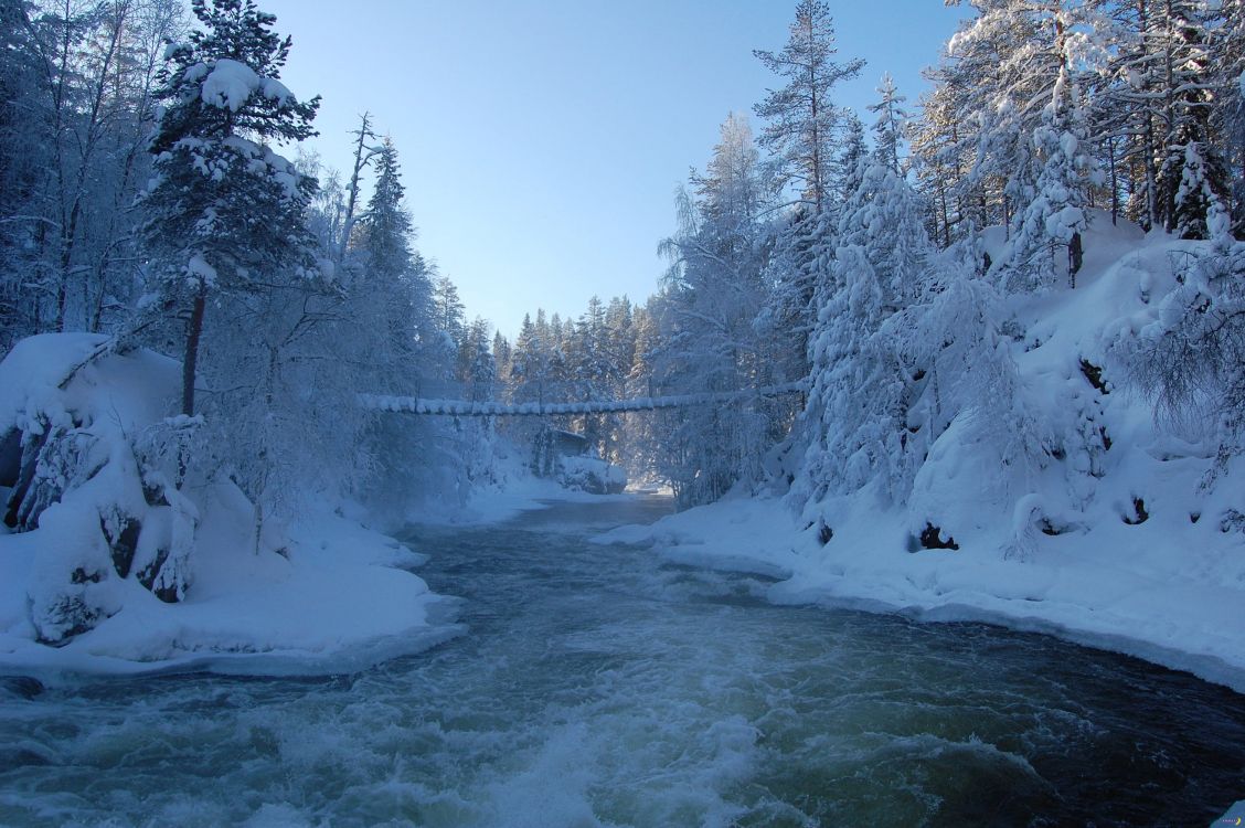 snow covered trees and body of water during daytime