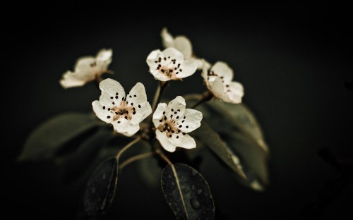 Image white flowers with green leaves