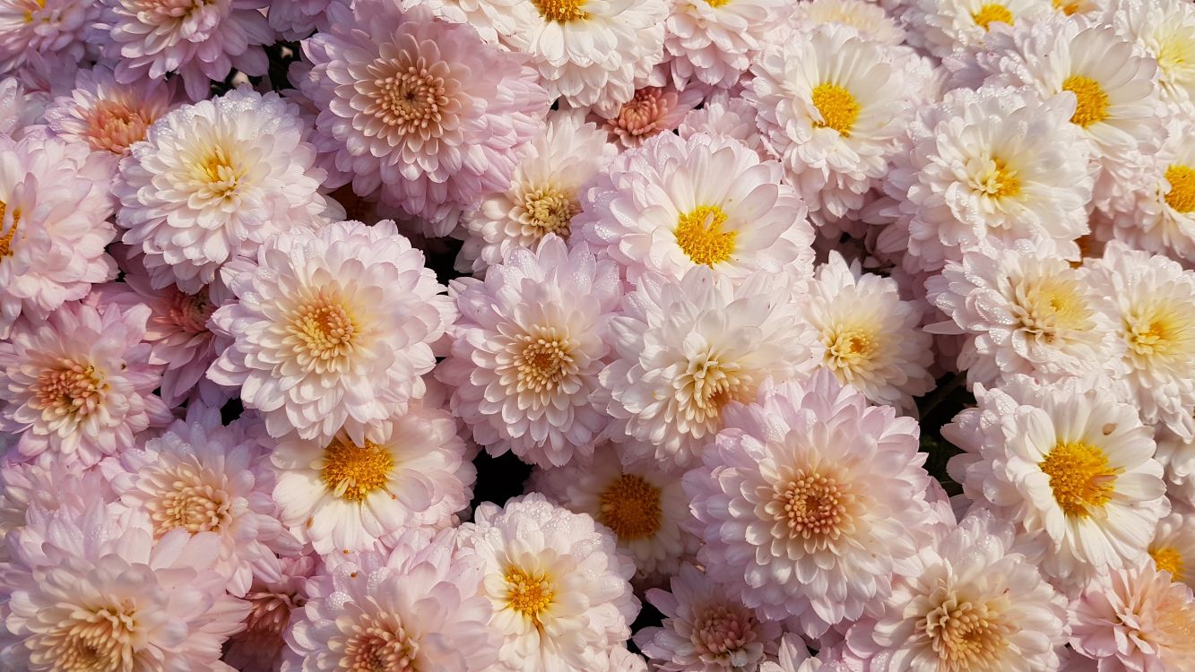 Fleurs Blanches et Violettes en Photographie Rapprochée. Wallpaper in 4032x2268 Resolution