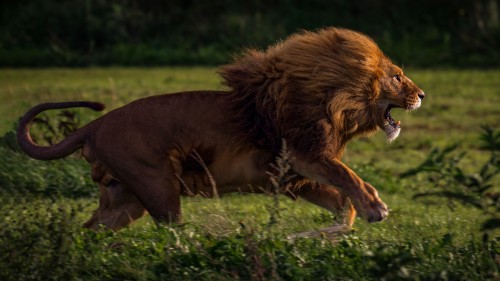 Image brown lion lying on green grass during daytime