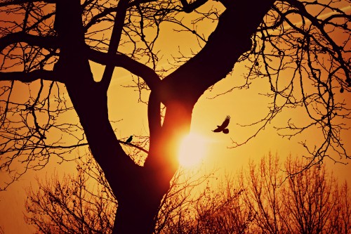 Image sunset, silhouette, branch, tree, nature