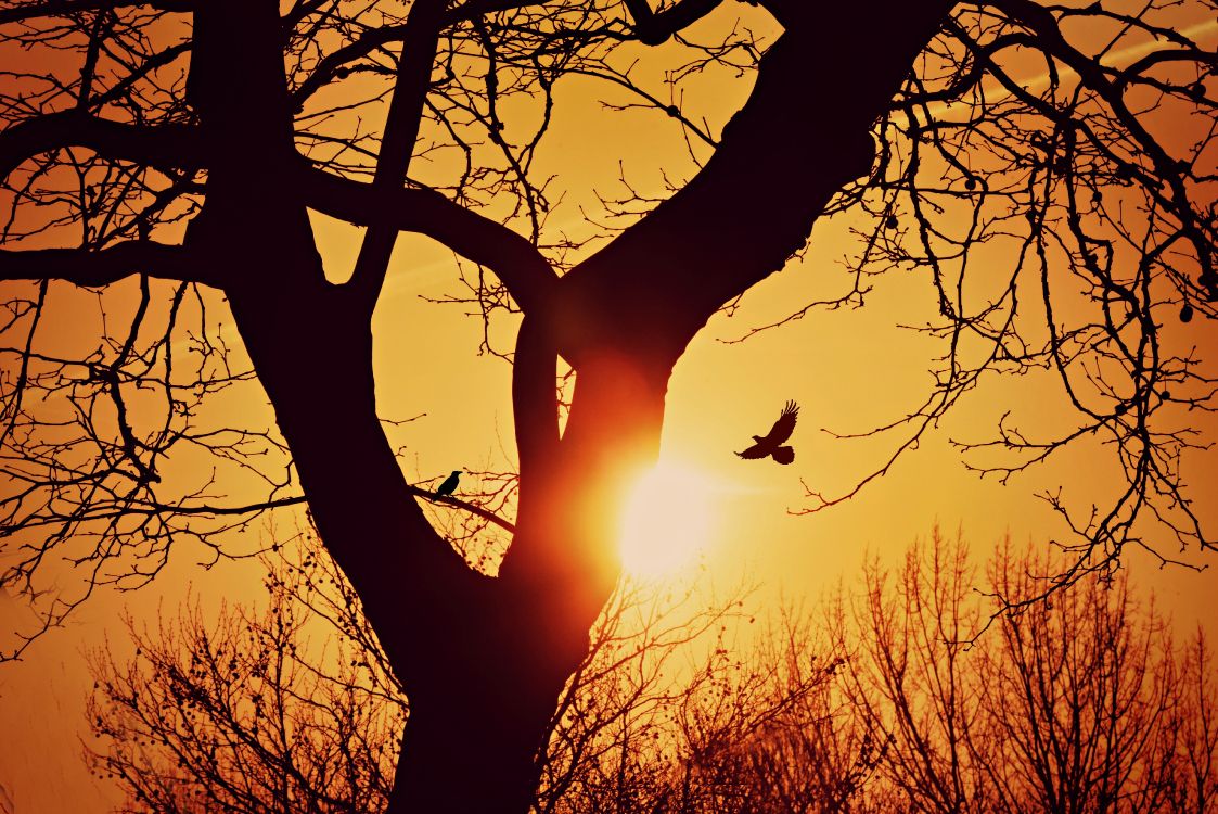 sunset, silhouette, branch, tree, nature