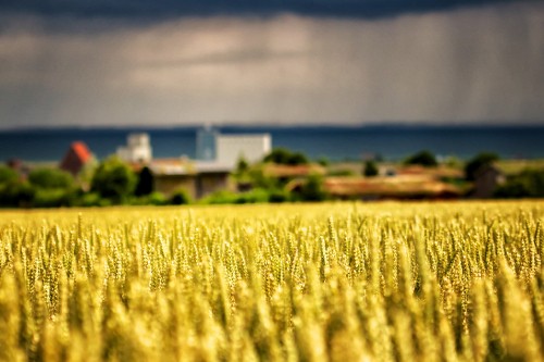 Image yellow flower field near body of water during daytime