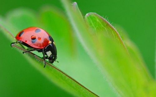 Image red and black ladybug on green leaf