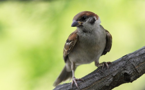 Image brown and white bird on brown tree branch during daytime