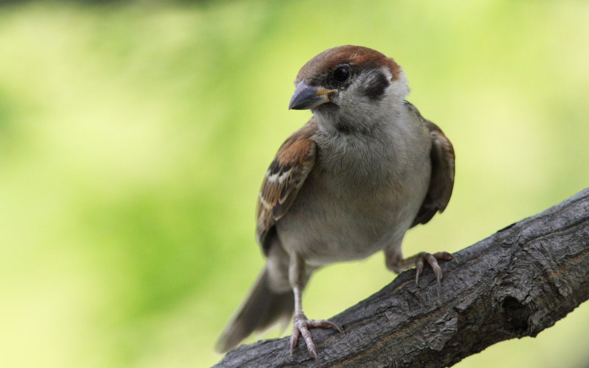 brown and white bird on brown tree branch during daytime