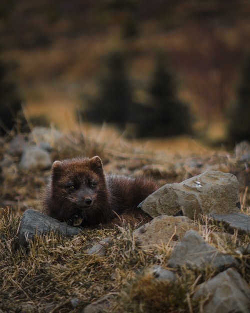 Image brown animal on gray rock during daytime