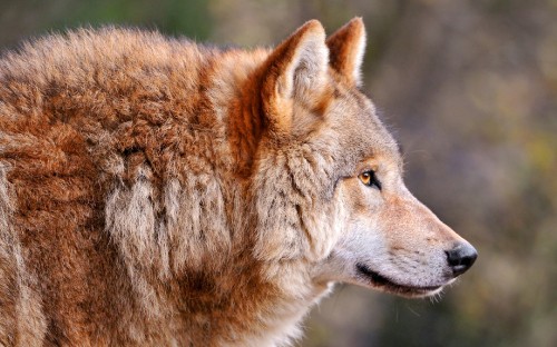 Image brown and white wolf during daytime