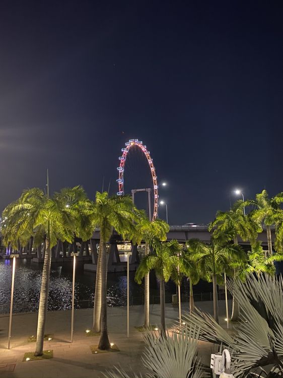 Singapour, Palmier, Nuit, Sabal Mineur, Plantes Ligneuses. Wallpaper in 1536x2048 Resolution