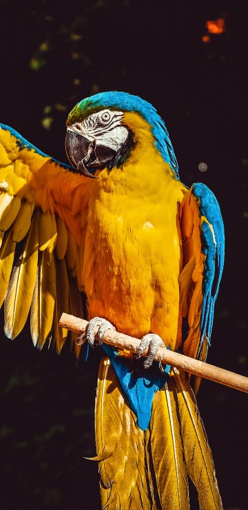 Image yellow blue and orange parrot