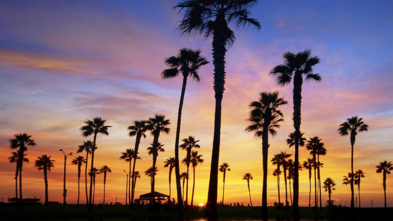 silhouette of palm trees during sunset