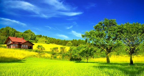 Image green grass field with green trees under blue sky during daytime