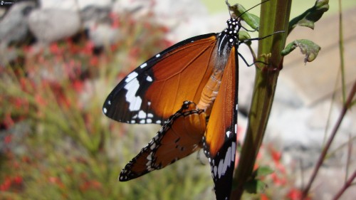 Image brown and black butterfly on pink flower during daytime