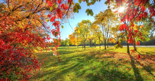 Image green grass field with trees