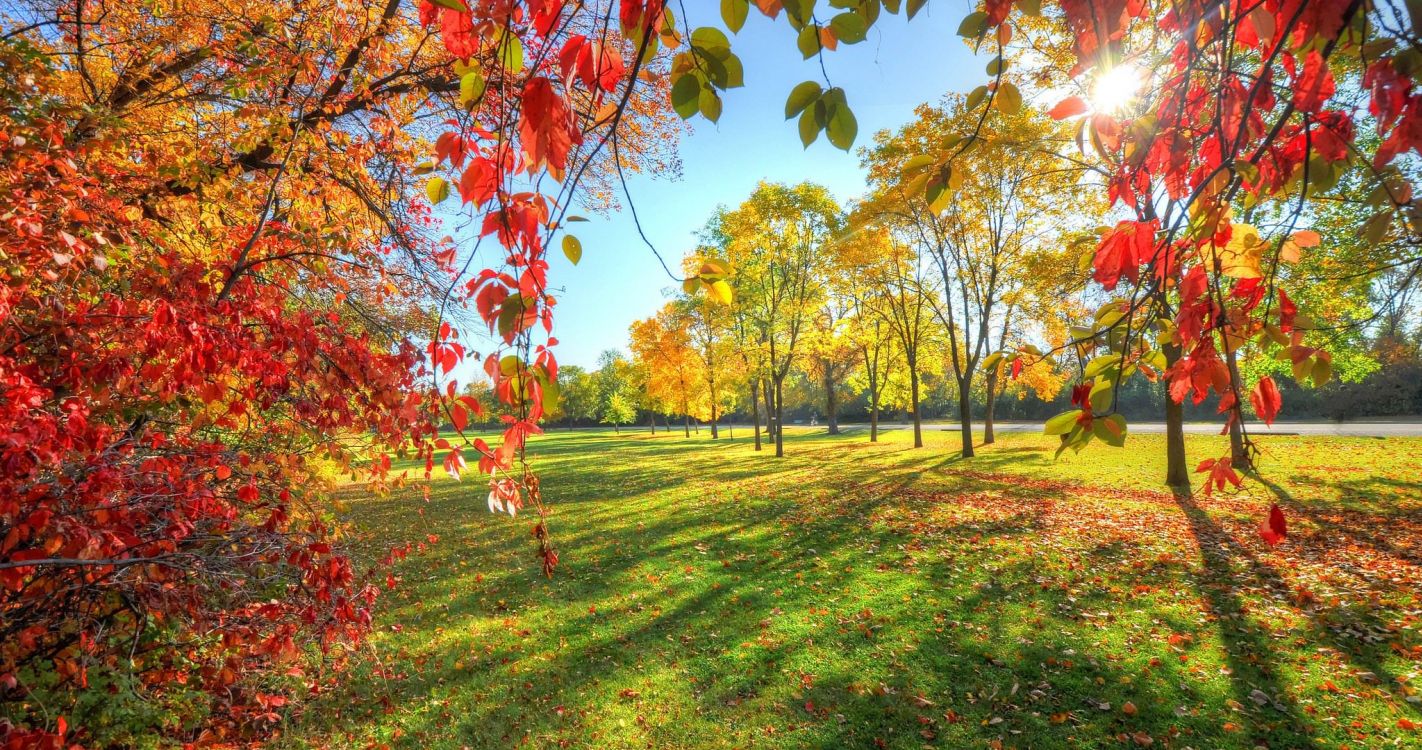 green grass field with trees