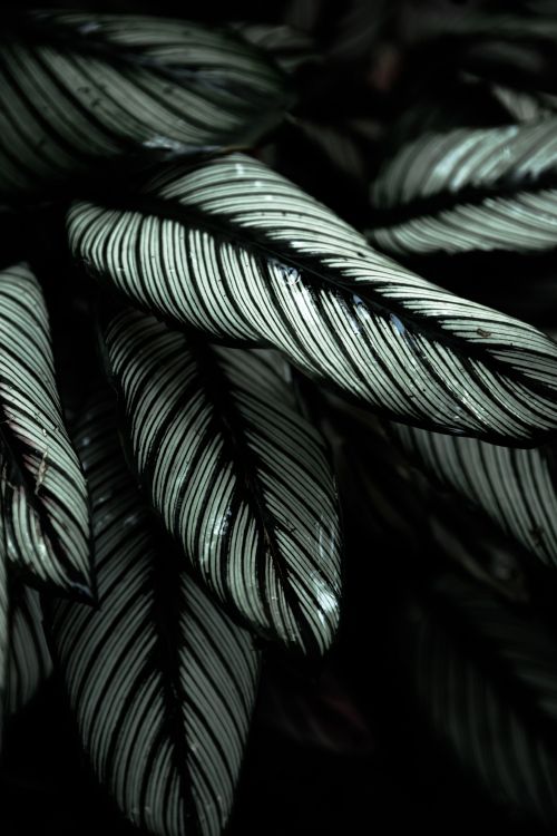 Plume, Feuille, Botanique, Noir Blanc - M, Noir. Wallpaper in 4480x6720 Resolution