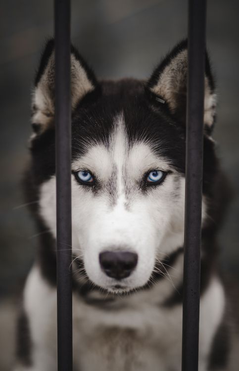 Husky Sibérien, le Malamute de L'alaska, Chien Inuit Canadien, Miniature Husky Sibérien, Sakhaline Husky. Wallpaper in 3570x5537 Resolution