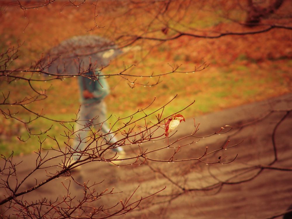 树枝, 早上, 落叶, 光 壁纸 2048x1536 允许