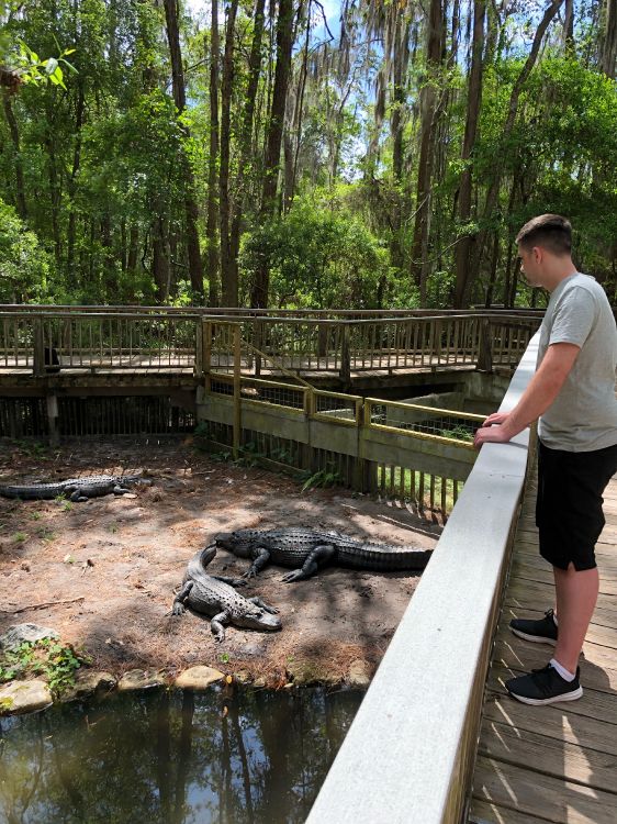 Cocodrilo, Agua, Cuerpo Humano, Estanque, Cortocircuito. Wallpaper in 3024x4032 Resolution