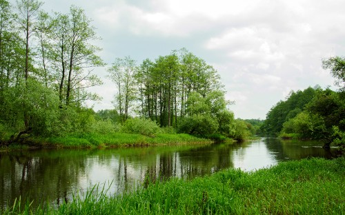 Image green trees beside river under white clouds during daytime