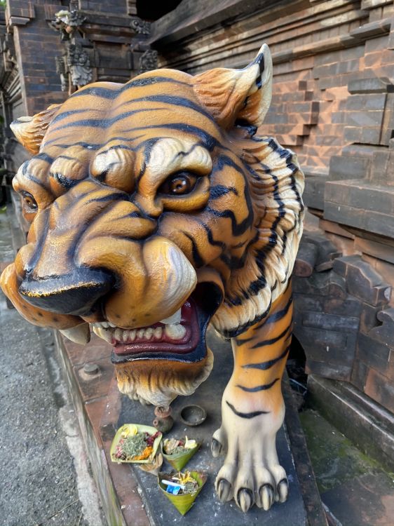 Tête, Des Gros Chats, Tigre du Bengale, Felidae, Carnivores. Wallpaper in 1536x2048 Resolution