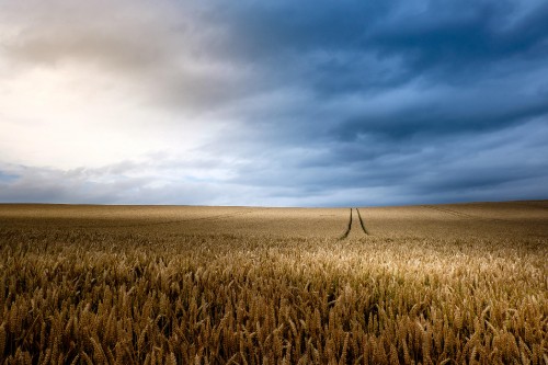 Image brown grass field under white clouds and blue sky during daytime