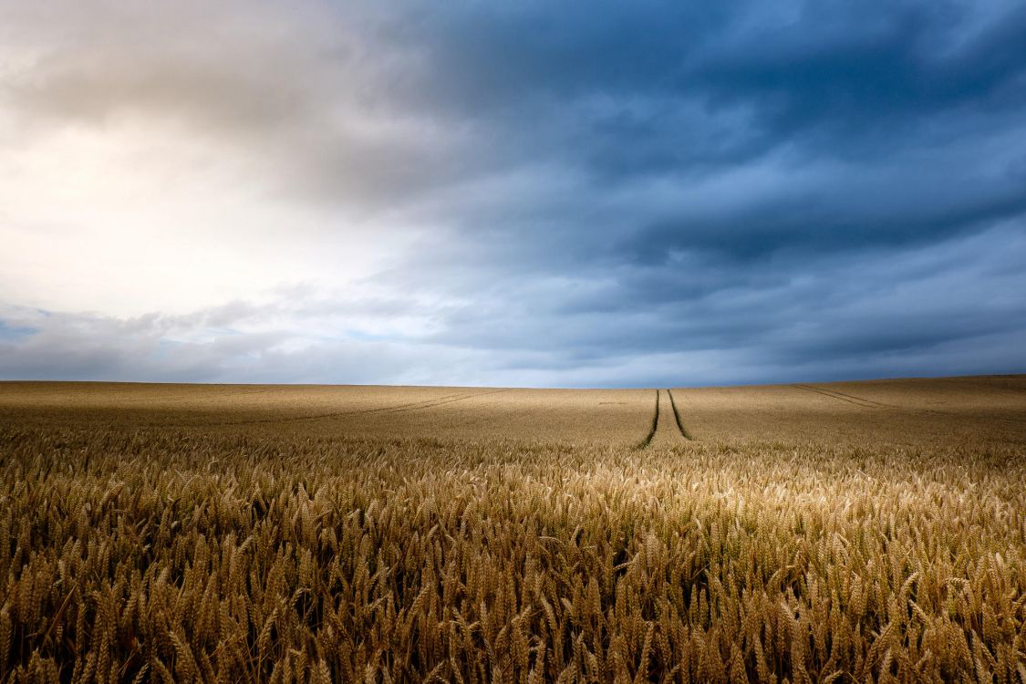 brown grass field under white clouds and blue sky during daytime