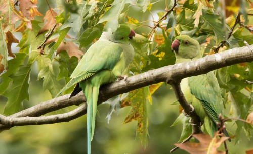 Image green and yellow bird on brown tree branch