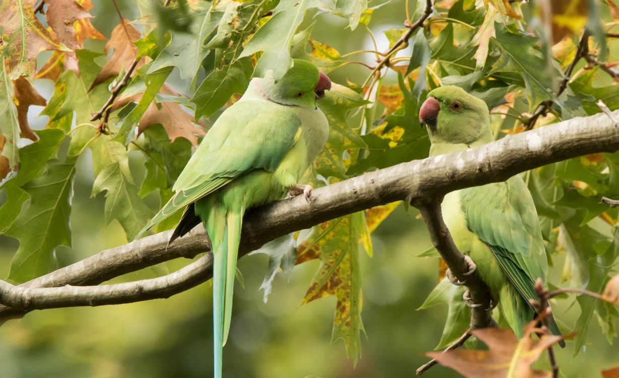 green and yellow bird on brown tree branch