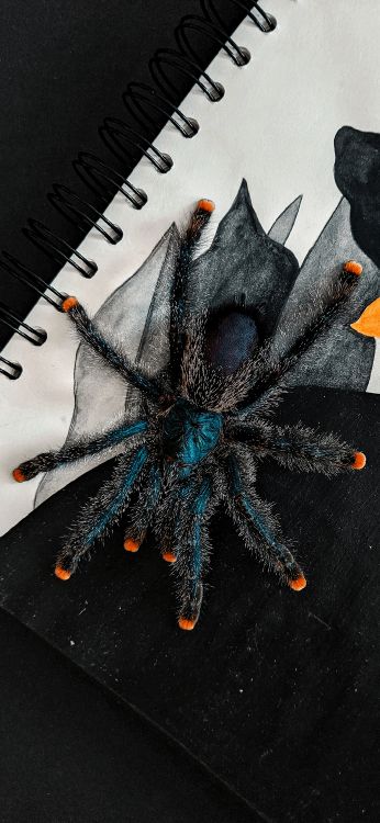 Araignée, Peinture, Cil, Art, Ligne. Wallpaper in 1080x2340 Resolution