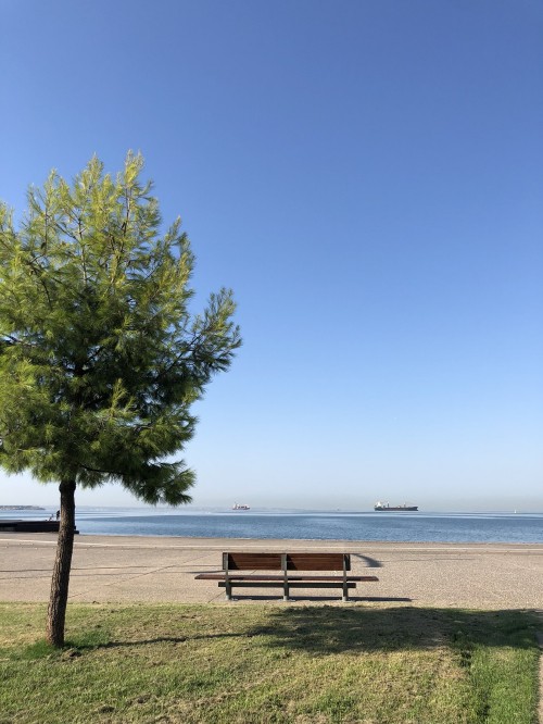 Image water, branch, bench, outdoor bench, outdoor furniture