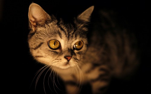 Image silver tabby cat in black background