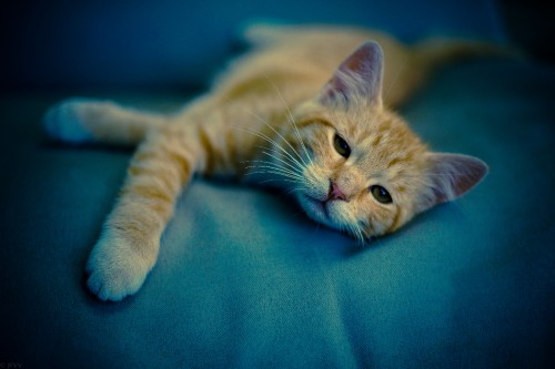 Image orange tabby cat lying on blue textile