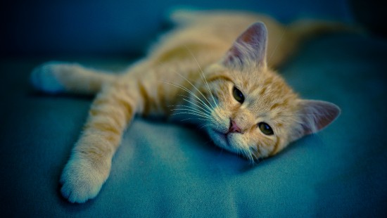 Image orange tabby cat lying on blue textile