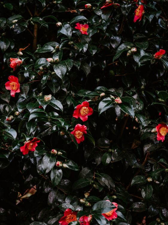 Rote Blüten Mit Grünen Blättern. Wallpaper in 6144x8192 Resolution