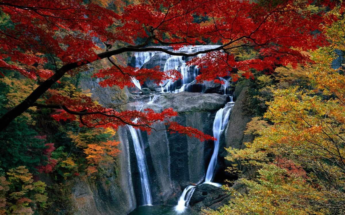 water falls in the middle of forest