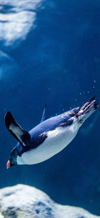 Linux, 数据存储设备, 管理局, 不会飞的鸟, Azure 壁纸 1080x2340 允许