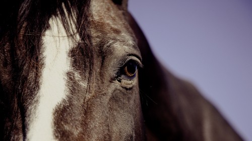 Image brown and white horse head