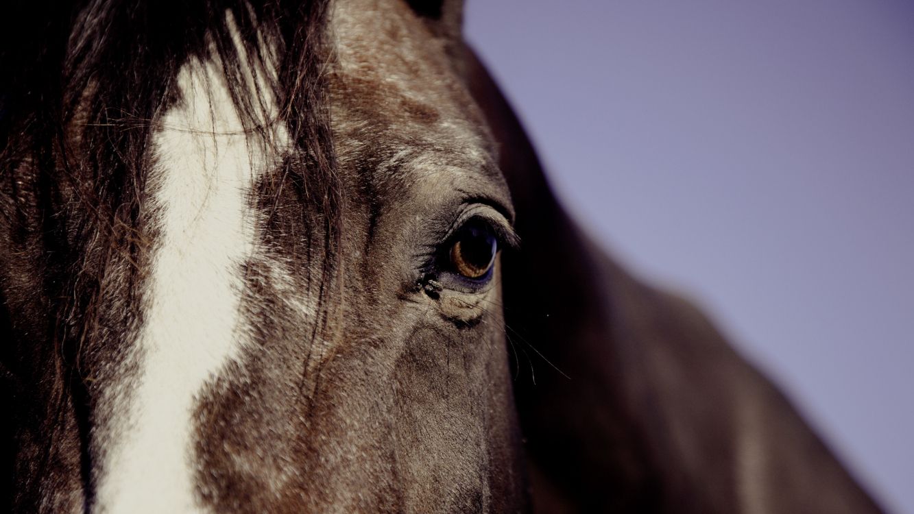 brown and white horse head