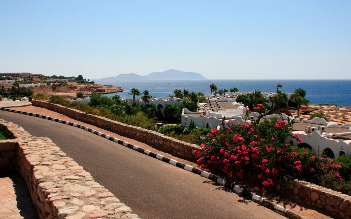 Rote Blumen in Der Nähe Von Gewässern Tagsüber. Wallpaper in 2560x1600 Resolution