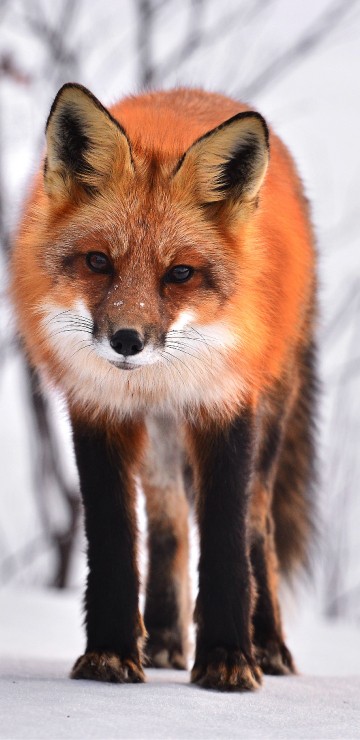 Image brown fox on snow covered ground during daytime