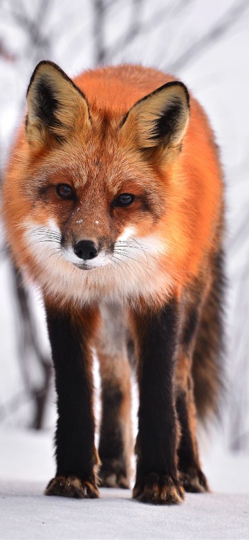 Image brown fox on snow covered ground during daytime