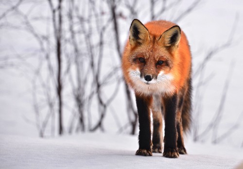 Image brown fox on snow covered ground during daytime