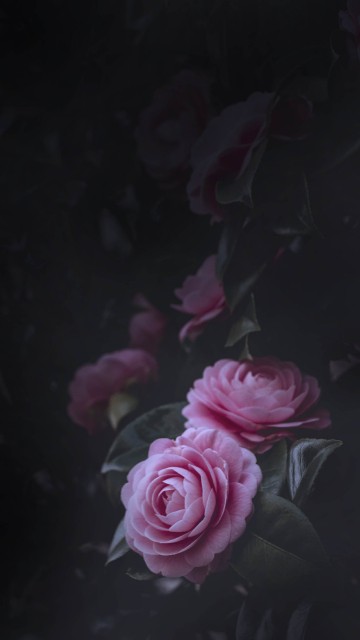 Image pink roses in close up photography