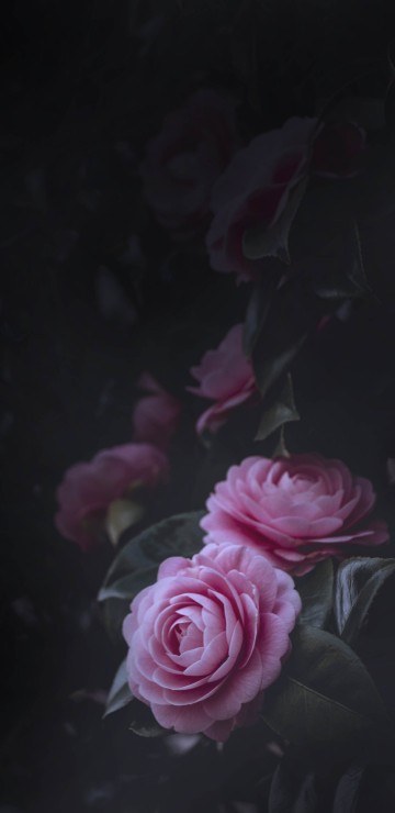 Image pink roses in close up photography