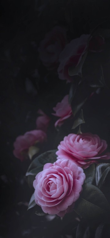 Image pink roses in close up photography