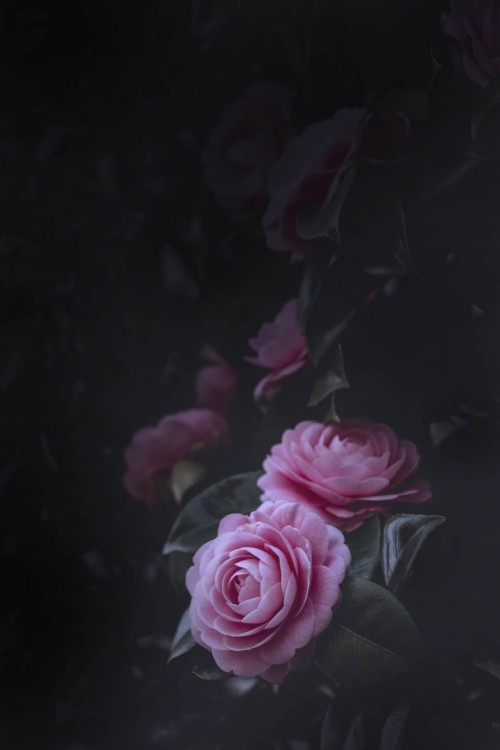 Image pink roses in close up photography